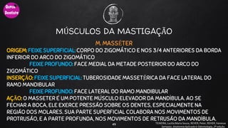 MÚSCULOS DA MASTIGAÇÃO
M. MASSÉTER
ORIGEM: FEIXE SUPERFICIAL: CORPO DO ZIGOMÁTICO E NOS 3/4 ANTERIORES DA BORDA
INFERIOR DO ARCO DO ZIGOMÁTICO
FEIXE PROFUNDO: FACE MEDIAL DA METADE POSTERIOR DO ARCO DO
ZIGOMÁTICO
INSERÇÃO: FEIXESUPERFICIAL: TUBEROSIDADE MASSETÉRICA DA FACE LATERAL DO
RAMO MANDIBULAR
FEIXE PROFUNDO: FACE LATERAL DO RAMO MANDIBULAR
AÇÃO: O MASSETER É UM POTENTE MÚSCULO ELEVADOR DA MANDÍBULA. AO SE
FECHAR A BOCA, ELE EXERCE PRESSÃO SOBRE OS DENTES, ESPECIALMENTE NA
REGIÃO DOS MOLARES. SUA PARTE SUPERFICIAL COLABORA NOS MOVIMENTOS DE
PROTRUSÃO, E A PARTE PROFUNDA, NOS MOVIMENTOS DE RETRUSÃO DA MANDÍBULA.
49 TEIXEIRA, Lucilia Maria Souza, REHER,Peter, REHER,Vanessa
Sampaio. AnatomiaAplicadaà Odontologia, 2ª edição.
 