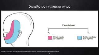 Divisão do primeiro arco
5
TEIXEIRA, Lucilia Maria Souza, REHER,Peter, REHER,Vanessa Sampaio. AnatomiaAplicadaà Odontologia, 2ª edição.
 