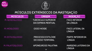 MÚSCULOS EXTRÍNSECOS DA MASTIGAÇÃO
59
MÚSCULOS ORIGEM INSERÇÃO
M. GENIOGLOSSO TUBÉRCULO SUPERIOR FACE INFERIOR
DA ESPINHA MENTUAL DA LÍNGUA
M. HIOGLOSSO OSSO HIÓIDE FACE LATERAL DA
LÍNGUA
M. ESTILOGLOSSO PROCESSO ESTILÓIDE PARTE INFERIOR DA
DO OSSO TEMPORAL LÍNGUA
M. PALATOGLOSSO APONEUROSE PALATINA MARGENS LATERAIS DA
LÍNGUA
 
