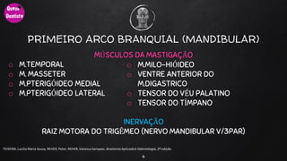 PRIMEIRO ARCO BRANQUIAL (MANDIBULAR)
MÚSCULOS DA MASTIGAÇÃO
o M.TEMPORAL
o M. MASSETER
o M.PTERIGÓIDEO MEDIAL
o M.PTERIGÓIDEO LATERAL
INERVAÇÃO
RAIZ MOTORA DO TRIGÊMEO (NERVO MANDIBULAR V/3PAR)
6
TEIXEIRA, Lucilia Maria Souza, REHER,Peter, REHER,Vanessa Sampaio. AnatomiaAplicadaà Odontologia, 2ª edição.
o M.MILO-HIÓIDEO
o VENTRE ANTERIOR DO
M.DIGASTRICO
o TENSOR DO VÉU PALATINO
o TENSOR DO TÍMPANO
 