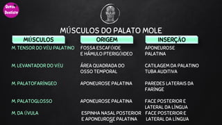 MÚSCULOS DO PALATO MOLE
63
MÚSCULOS ORIGEM INSERÇÃO
M. TENSOR DO VÉU PALATINO FOSSA ESCAFÓIDE APONEUROSE
E HÁMULO PTERIGÓIDEO PALATINA
M. LEVANTADOR DO VÉU ÁREA QUADRADA DO CATILAGEM DA PALATINO
OSSO TEMPORAL TUBA AUDITIVA
M. PALATOFARÍNGEO APONEUROSE PALATINA PAREDES LATERAIS DA
FARÍNGE
M. PALATOGLOSSO APONEUROSE PALATINA FACE POSTERIOR E
LATERAL DA LÍNGUA
M. DA ÚVULA ESPINHA NASAL POSTERIOR FACE POSTERIOR E
E APONEUROSE PALATINA LATERAL DA LÍNGUA
 