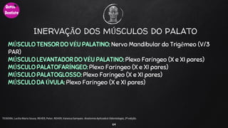 INERVAÇÃO DOS MÚSCULOS DO PALATO
MÚSCULO TENSOR DO VÉU PALATINO: Nervo Mandibular do Trigêmeo (V/3
PAR)
MÚSCULO LEVANTADOR DO VÉU PALATINO: Plexo Faríngeo (X e XI pares)
MÚSCULO PALATOFARÍNGEO: Plexo Faríngeo (X e XI pares)
MÚSCULO PALATOGLOSSO: Plexo Faríngeo (X e XI pares)
MÚSCULO DA ÚVULA: Plexo Faríngeo (X e XI pares)
64
TEIXEIRA, Lucilia Maria Souza, REHER,Peter, REHER,Vanessa Sampaio. AnatomiaAplicadaà Odontologia, 2ª edição.
 