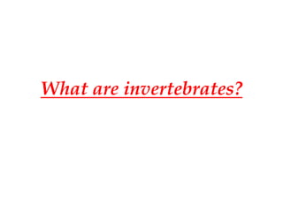 What are invertebrates?
 