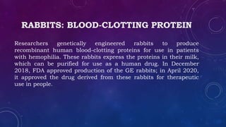 Ge Rabbits AGRICULTURAL BIOTECH.pptx