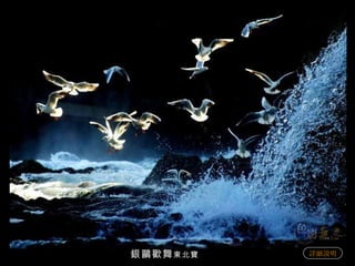 銀鷗歡舞 東北寶   詳細說明 
