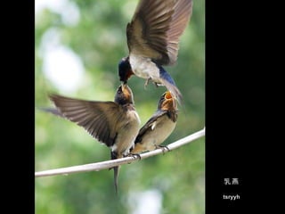 乳燕   tsryyh 