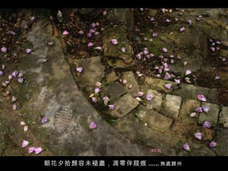 朝花夕拾顏容未褪盡，凋零伴屐痕 ...... 無處歸州   