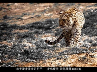 豹子漫步漫步的豹子  步伐優美 殺氣騰騰 靈魂深處 
