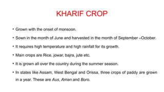 KHARIF CROP
• Grown with the onset of monsoon.
• Sown in the month of June and harvested in the month of September –October.
• It requires high temperature and high rainfall for its growth.
• Main crops are Rice, jowar, bajra, jute etc.
• It is grown all over the country during the summer season.
• In states like Assam, West Bengal and Orissa, three crops of paddy are grown
in a year. These are Aus, Aman and Boro.
 