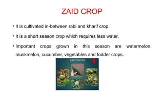 ZAID CROP
• It is cultivated in-between rabi and kharif crop.
• It is a short season crop which requires less water.
• Important crops grown in this season are watermelon,
muskmelon, cucumber, vegetables and fodder crops.
 