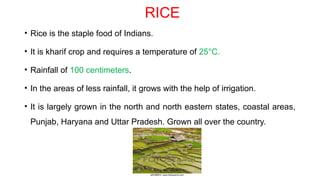 RICE
• Rice is the staple food of Indians.
• It is kharif crop and requires a temperature of 25°C.
• Rainfall of 100 centimeters.
• In the areas of less rainfall, it grows with the help of irrigation.
• It is largely grown in the north and north eastern states, coastal areas,
Punjab, Haryana and Uttar Pradesh. Grown all over the country.
 