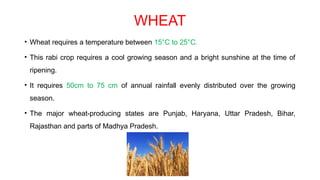 WHEAT
• Wheat requires a temperature between 15°C to 25°C.
• This rabi crop requires a cool growing season and a bright sunshine at the time of
ripening.
• It requires 50cm to 75 cm of annual rainfall evenly distributed over the growing
season.
• The major wheat-producing states are Punjab, Haryana, Uttar Pradesh, Bihar,
Rajasthan and parts of Madhya Pradesh.
 