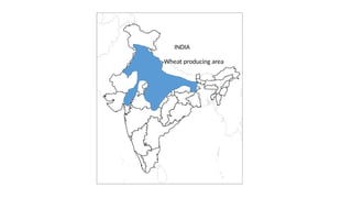 INDIA
Wheat producing area
 
