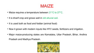 MAIZE
• Maize requires a temperature between 21°C to 27°C.
• It is kharif crop and grows well in old alluvial soil.
• It is used both as food and fodder (animal food)
• Now it grown with modern inputs like HYV seeds, fertilizers and irrigation.
• Major maize-producing states are Karnataka, Uttar Pradesh, Bihar, Andhra
Pradesh and Madhya Pradesh.
 