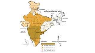 Maize producing area
 