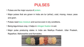 PULSES
• Pulses are the major source of protein.
• Major pulses that are grown in India are tur (arhar), urad, moong, masur, peas
and gram.
• Pulses need less moisture and survive even in dry conditions.
• Being leguminous crop, it helps in nitrogen fixation in soil.
• Major pulse producing states in India are Madhya Pradesh, Uttar Pradesh,
Rajasthan, Maharashtra and Karnataka.
 