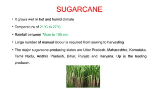 SUGARCANE
• It grows well in hot and humid climate
• Temperature of 21°C to 27°C
• Rainfall between 75cm to 100 cm.
• Large number of manual labour is required from sowing to harvesting
• The major sugarcane-producing states are Uttar Pradesh, Maharashtra, Karnataka,
Tamil Nadu, Andhra Pradesh, Bihar, Punjab and Haryana. Up is the leading
producer.
 