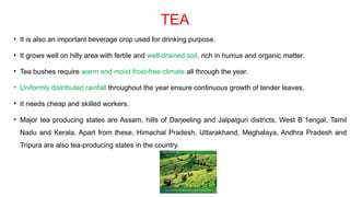 TEA
• It is also an important beverage crop used for drinking purpose.
• It grows well on hilly area with fertile and well-drained soil, rich in humus and organic matter.
• Tea bushes require warm and moist frost-free climate all through the year.
• Uniformly distributed rainfall throughout the year ensure continuous growth of tender leaves.
• It needs cheap and skilled workers.
• Major tea producing states are Assam, hills of Darjeeling and Jalpaiguri districts, West B`1engal, Tamil
Nadu and Kerala. Apart from these, Himachal Pradesh, Uttarakhand, Meghalaya, Andhra Pradesh and
Tripura are also tea-producing states in the country.
 