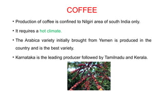 COFFEE
• Production of coffee is confined to Nilgiri area of south India only.
• It requires a hot climate.
• The Arabica variety initially brought from Yemen is produced in the
country and is the best variety.
• Karnataka is the leading producer followed by Tamilnadu and Kerala.
 