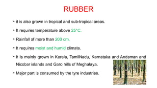 RUBBER
• it is also grown in tropical and sub-tropical areas.
• It requires temperature above 25°C.
• Rainfall of more than 200 cm.
• It requires moist and humid climate.
• It is mainly grown in Kerala, TamilNadu, Karnataka and Andaman and
Nicobar islands and Garo hills of Meghalaya.
• Major part is consumed by the tyre industries.
 