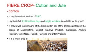 FIBRE CROP- Cotton and Jute
• COTTON
• It requires a temperature of 25°C
• Light rainfall, 210 frost-free days and bright sunshine is suitable for its growth.
• It grows well in drier parts of the black cotton soil of the Deccan plateau in the
states of Maharashtra, Gujarat, Madhya Pradesh, Karnataka, Andhra
Pradesh, Tamil Nadu, Punjab, Haryana and Uttar Pradesh.
• It is a kharif crop and requires 6 to 8 months to mature.
 