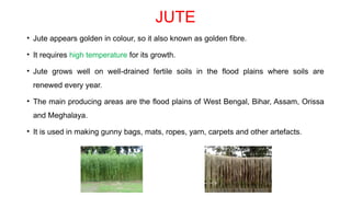 JUTE
• Jute appears golden in colour, so it also known as golden fibre.
• It requires high temperature for its growth.
• Jute grows well on well-drained fertile soils in the flood plains where soils are
renewed every year.
• The main producing areas are the flood plains of West Bengal, Bihar, Assam, Orissa
and Meghalaya.
• It is used in making gunny bags, mats, ropes, yarn, carpets and other artefacts.
 
