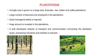 PLANTATIONS
• A single crop is grown on a large area. Example - tea, rubber and coffee plantations
• Large number of labourers are employed in the plantations.
• Good managerial ability is required.
• Huge amount is invested in the plantations.
• A well developed network of transport and communication connecting the plantation
areas, processing industries and markets is required.
 