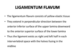 LIGAMENTUM FLAVUM
• The ligamentum flavum consists of yellow elastic tissue
• They extend in perpendicular direction between the
anterior inferior surface of the upper lamina downward
to the anterior superior surface of the lower lamina
• Thus the ligament exists as right and left half in each
intervertebral space with the halves fusing in the
midline
 