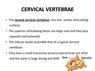 CERVICAL VERTEBRAE
• The second cervical vertebrae also has similar articulating
surfaces
• The superior articulating facets are large oval and they face
upwards and outwards
• The inferior facets resemble that of a typical cervical
vertebrae
• They have a small transverse process and laminae are thick
and the spine is large strong and bifid
 