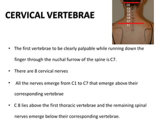CERVICAL VERTEBRAE
• The first vertebrae to be clearly palpable while running down the
finger through the nuchal furrow of the spine is C7.
• There are 8 cervical nerves
• All the nerves emerge from C1 to C7 that emerge above their
corresponding vertebrae
• C 8 lies above the first thoracic vertebrae and the remaining spinal
nerves emerge below their corresponding vertebrae.
 