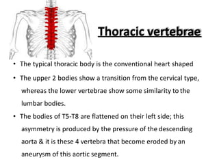 Thoracic vertebrae
• The typical thoracic body is the conventional heart shaped
• The upper 2 bodies show a transition from the cervical type,
whereas the lower vertebrae show some similarity to the
lumbar bodies.
• The bodies of T5-T8 are flattened on their left side; this
asymmetry is produced by the pressure of the descending
aorta & it is these 4 vertebra that become eroded by an
aneurysm of this aortic segment.
 