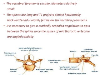 • The vertebral foramen is circular, diameter relatively
small.
• The spines are long and T1 projects almost horizontally
backwards and is readily felt below the vertebra prominens.
• It is necessary to give a markedly cephalad angulation to pass
between the spines since the spines of mid thoracic vertebrae
are angled caudally
 