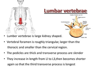 Lumbar vertebrae
• Lumber vertebrae is large kidney shaped.
• Vertebral foramen is roughly triangular, larger than the
thoracic and smaller than the cervical region.
• The pedicles are thick and transverse process are slender
• They increase in length from Ll to L3,then becomes shorter
again so that the third transverse process is longest
 