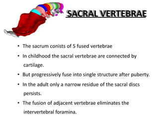SACRAL VERTEBRAE
• The sacrum conists of 5 fused vertebrae
• In childhood the sacral vertebrae are connected by
cartilage.
• But progressively fuse into single structure after puberty.
• In the adult only a narrow residue of the sacral discs
persists.
• The fusion of adjacent vertebrae eliminates the
intervertebral foramina.
 