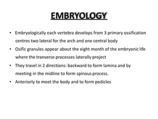 EMBRYOLOGY
• Embryologically each vertebra develops from 3 primary ossification
centres two lateral for the arch and one central body
• Osific granules appear about the eight month of the embryonic life
where the tranverse processes laterally project
• They travel in 2 directions: backward to form lamina and by
meeting in the midline to form spinous process.
• Anteriorly to meet the body and to form pedicles
 