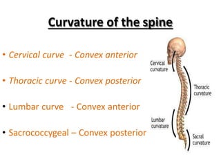 Curvature of the spine
• Cervical curve - Convex anterior
• Thoracic curve - Convex posterior
• Lumbar curve - Convex anterior
• Sacrococcygeal – Convex posterior
 