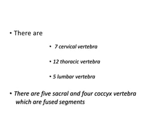 • There are
• 7 cervical vertebra
• 12 thoracic vertebra
• 5 lumbar vertebra
• There are five sacral and four coccyx vertebra
which are fused segments
 