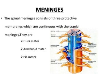 MENINGES
• The spinal meninges consists of three protective
membranes which are continuous with the cranial
meninges.They are
Dura mater
Arachnoid mater
Pia mater
 