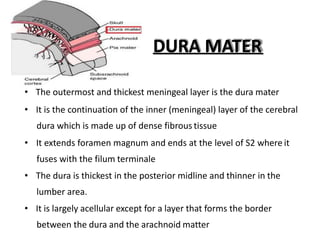 DURA MATER
• The outermost and thickest meningeal layer is the dura mater
• It is the continuation of the inner (meningeal) layer of the cerebral
dura which is made up of dense fibrous tissue
• It extends foramen magnum and ends at the level of S2 where it
fuses with the filum terminale
• The dura is thickest in the posterior midline and thinner in the
lumber area.
• It is largely acellular except for a layer that forms the border
between the dura and the arachnoid matter
 
