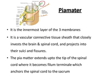 Piamater
• It is the innermost layer of the 3 membranes
• It is a vascular connective tissue sheath that closely
invests the brain & spinal cord, and projects into
their sulci and fissures.
• The pia matter extends upto the tip of the spinal
cord where it becomes filum terminale which
anchors the spinal cord to the sacrum
 