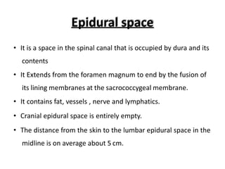 Epidural space
• It is a space in the spinal canal that is occupied by dura and its
contents
• It Extends from the foramen magnum to end by the fusion of
its lining membranes at the sacrococcygeal membrane.
• It contains fat, vessels , nerve and lymphatics.
• Cranial epidural space is entirely empty.
• The distance from the skin to the lumbar epidural space in the
midline is on average about 5 cm.
 