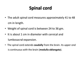 Spinal cord
• The adult spinal cord measures approximately 41 to 48
cm in length.
• Weight of spinal cord is between 24 to 36 gm.
• It is about 1 cm in diameter with cervical and
lumbosacral expansion.
• The spinal cord extends caudally from the brain. Its upper end
is continuous with the brain (medulla oblongata).
 