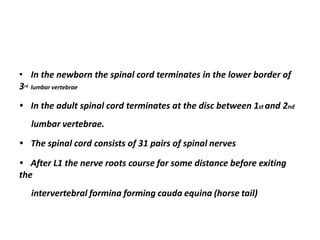• In the newborn the spinal cord terminates in the lower border of
3rd lumbar vertebrae
• In the adult spinal cord terminates at the disc between 1st and 2nd
lumbar vertebrae.
• The spinal cord consists of 31 pairs of spinal nerves
• After L1 the nerve roots course for some distance before exiting
the
intervertebral formina forming cauda equina (horse tail)
 