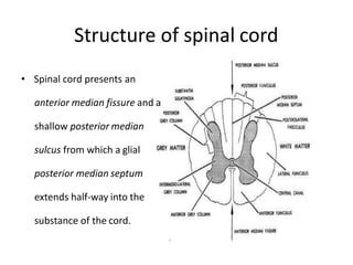 Structure of spinal cord
• Spinal cord presents an
anterior median fissure and a
shallow posterior median
sulcus from which a glial
posterior median septum
extends half-way into the
substance of the cord.
 