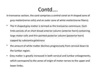 Contd….
In transverse section, the cord comprises a central canal an H-shaped zone of
grey matter(nerve cells) and an outer zone of white matter(nerve fibers).
• The H shaped grey matter is termed as the transverse commisure. Each
limb consists of an short broad anterior column (anterior horn) containing
large motor cells and thin pointed posterior column (posterior horn)
capped by substantia gelatinosa
• the amount of white matter declines progressively from cervical down to
the lumbar region.
• Grey matter is greatly increased in both cervical and lumbar enlargements,
which correspond to the zones of origin of motor nerves to the upper and
lower limbs.
 