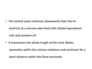 • The central canal continues downwards from the 4th
ventricle as a narrow tube lined with ciliated ependymal
cells and contains csf
• It transverses the whole length of the cord, dilates
somewhat within the connus medularis and continues for a
short distance within the filum terminale
 