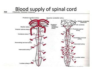 Blood supply of spinal cord
 