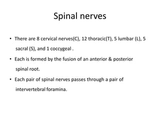 Spinal nerves
• There are 8 cervical nerves(C), 12 thoracic(T), 5 lumbar (L), 5
sacral (S), and 1 coccygeal .
• Each is formed by the fusion of an anterior & posterior
spinal root.
• Each pair of spinal nerves passes through a pair of
intervertebral foramina.
 