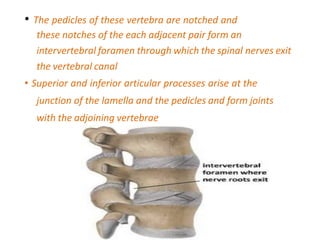 • The pedicles of these vertebra are notched and
these notches of the each adjacent pair form an
intervertebral foramen through which the spinal nerves exit
the vertebral canal
• Superior and inferior articular processes arise at the
junction of the lamella and the pedicles and form joints
with the adjoining vertebrae
 