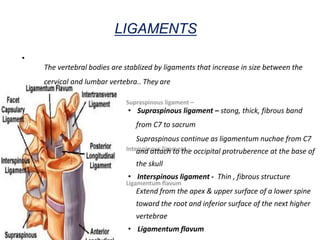 LIGAMENTS
•
The vertebral bodies are stablized by ligaments that increase in size between the
cervical and lumbar vertebra.. They are
• Supraspinous ligament – stong, thick, fibrous band
from C7 to sacrum
Supraspinous continue as ligamentum nuchae from C7
and attach to the occipital protruberence at the base of
the skull
• Interspinous ligament - Thin , fibrous structure
Extend from the apex & upper surface of a lower spine
toward the root and inferior surface of the next higher
vertebrae
• Ligamentum flavum
 